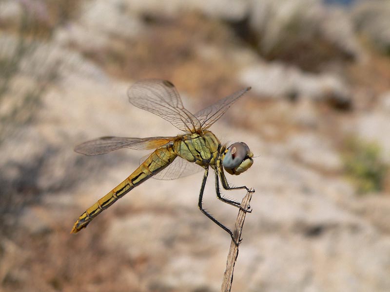 Anisotteri estivi